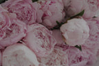 Peony