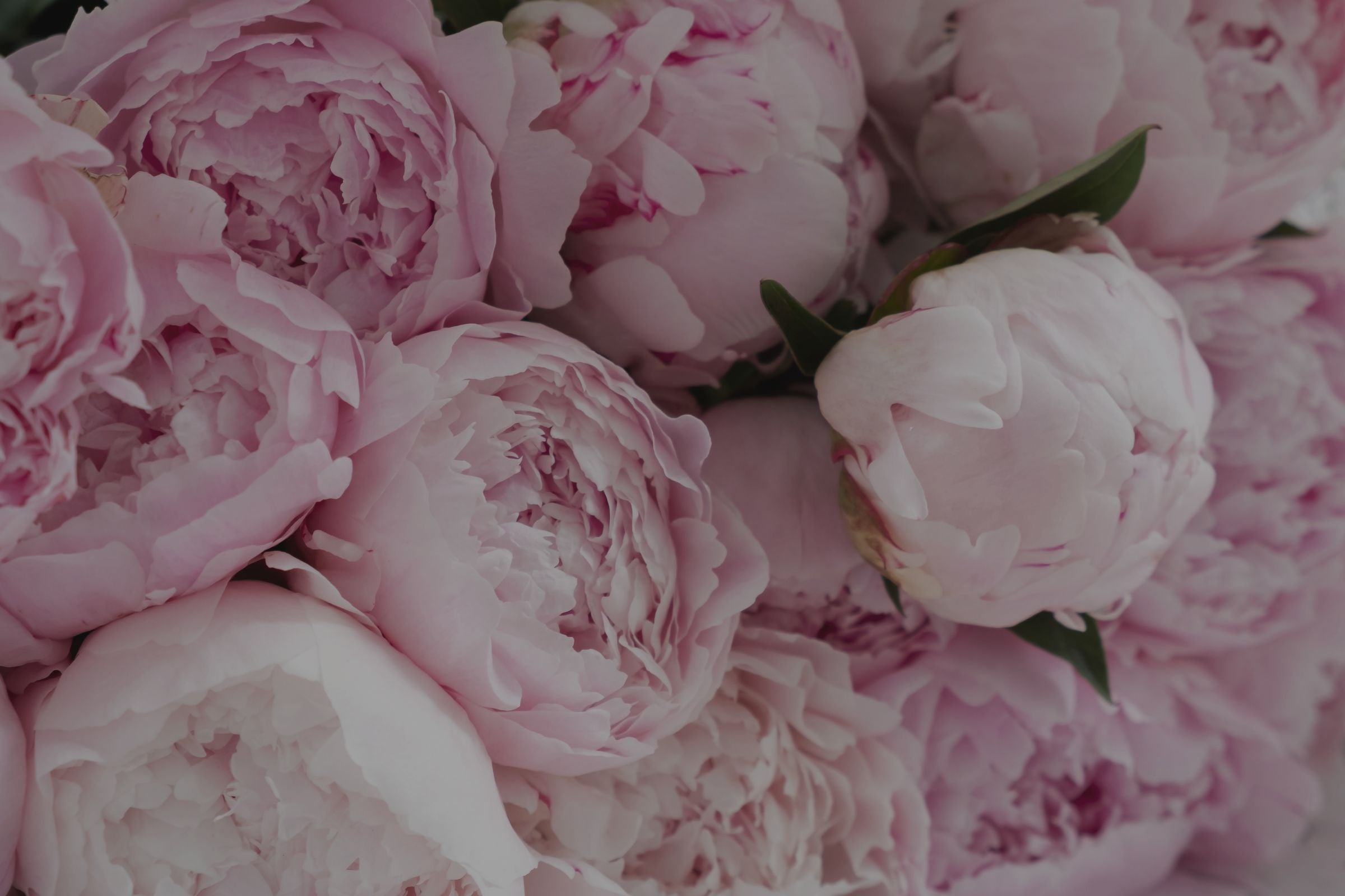 Peony