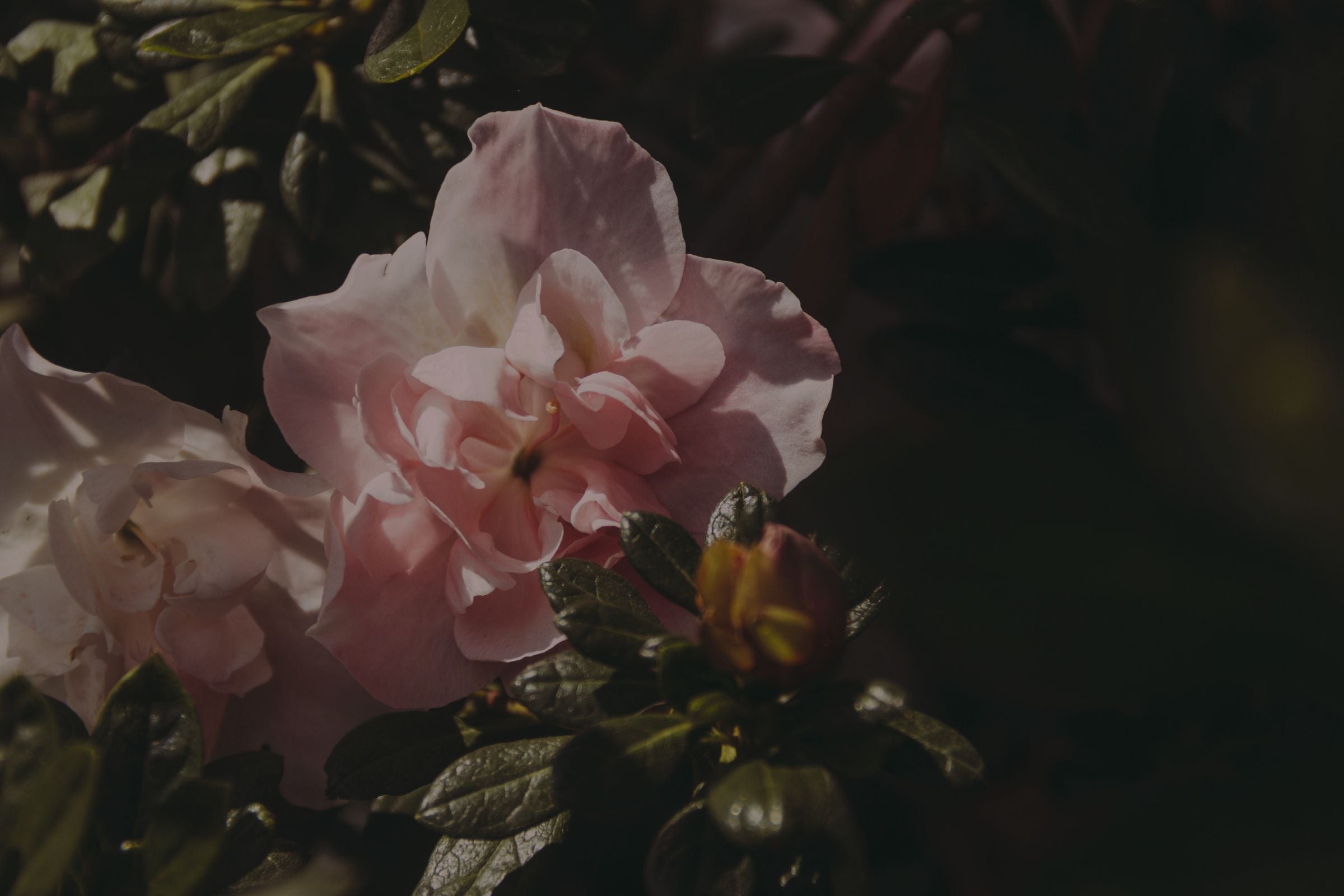 Pivoine